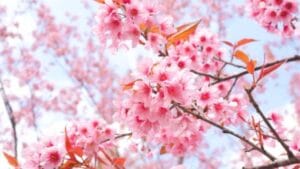 top 20 loài hoa đẹp nhất thế giới