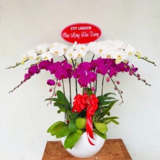 CHẬU HOA LAN HỒ ĐIỆP Hồ Điệp hồng ngọc