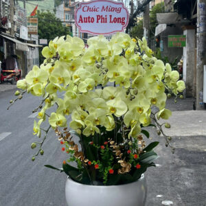 CHẬU HOA LAN HỒ ĐIỆP Hồ Điệp đốm vàng