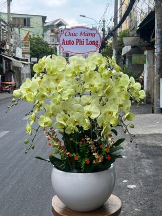 CHẬU HOA LAN HỒ ĐIỆP Hồ Điệp đốm vàng