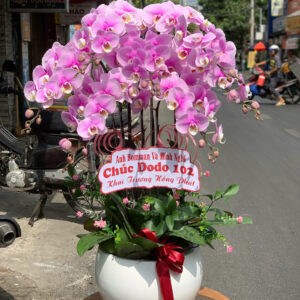 CHẬU HOA LAN HỒ ĐIỆP Hồ Điệp hoàng hậu