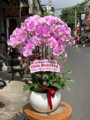 CHẬU HOA LAN HỒ ĐIỆP Hồ Điệp hoàng hậu