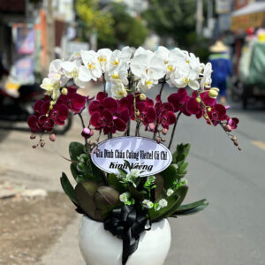 CHẬU HOA LAN HỒ ĐIỆP Hồ Điệp ánh dương