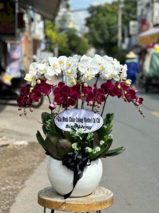 CHẬU HOA LAN HỒ ĐIỆP Hồ Điệp ánh dương