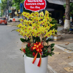 CHẬU HOA LAN HỒ ĐIỆP Hồ Điệp vàng tươi