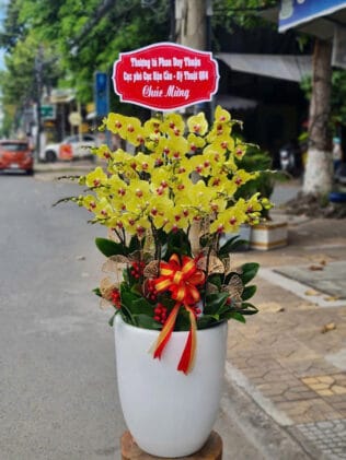 CHẬU HOA LAN HỒ ĐIỆP Hồ Điệp vàng tươi