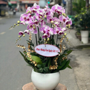 CHẬU HOA LAN HỒ ĐIỆP Hồ Điệp bình minh