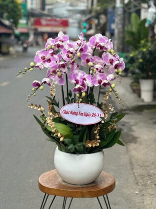 CHẬU HOA LAN HỒ ĐIỆP Hồ Điệp bình minh