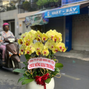 CHẬU HOA LAN HỒ ĐIỆP Hồ Điệp an khang