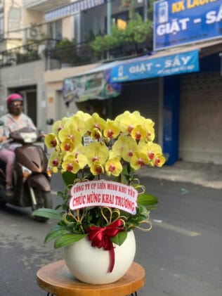 CHẬU HOA LAN HỒ ĐIỆP Hồ Điệp an khang