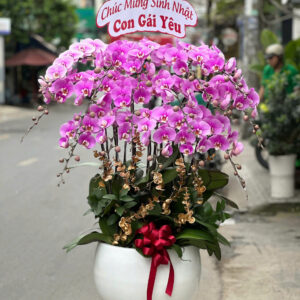 CHẬU HOA LAN HỒ ĐIỆP Hồ Điệp hạnh phúc