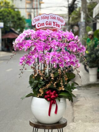 CHẬU HOA LAN HỒ ĐIỆP Hồ Điệp hạnh phúc