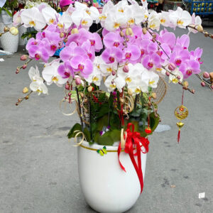 CHẬU HOA LAN HỒ ĐIÊP Hồ Điệp kiêu sa