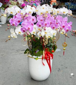 CHẬU HOA LAN HỒ ĐIÊP Hồ Điệp kiêu sa