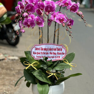 CHẬU HOA LAN HỒ ĐIỆP Hồ Điệp quý phái