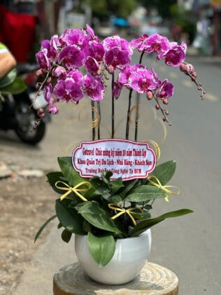 CHẬU HOA LAN HỒ ĐIỆP Hồ Điệp quý phái