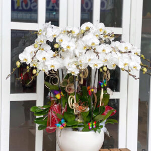 CHẬU HOA LAN HỒ ĐIỆP Hồ Điệp trắng tinh khôi