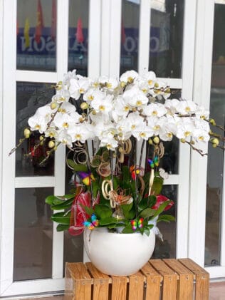 CHẬU HOA LAN HỒ ĐIỆP Hồ Điệp trắng tinh khôi