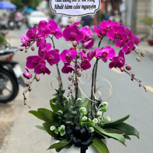 CHẬU HOA LAN HỒ ĐIỆP Hồ Điệp tình yêu