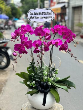 CHẬU HOA LAN HỒ ĐIỆP Hồ Điệp tình yêu