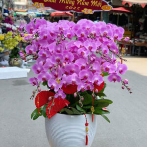 CHẬU HOA LAN HỒ ĐIỆP Hồ Điệp cánh bướm tím