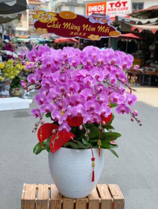 CHẬU HOA LAN HỒ ĐIỆP Hồ Điệp cánh bướm tím