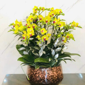 CHẬU HOA LAN HỒ ĐIỆP Hồ Điệp vàng họng đỏ