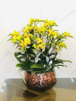 CHẬU HOA LAN HỒ ĐIỆP Hồ Điệp vàng họng đỏ