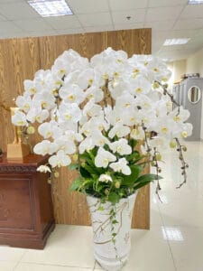 CHẬU HOA LAN HỒ ĐIỆP Hồ Điệp ngọc nữ