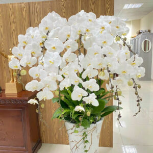 CHẬU HOA LAN HỒ ĐIỆP Hồ Điệp ngọc nữ