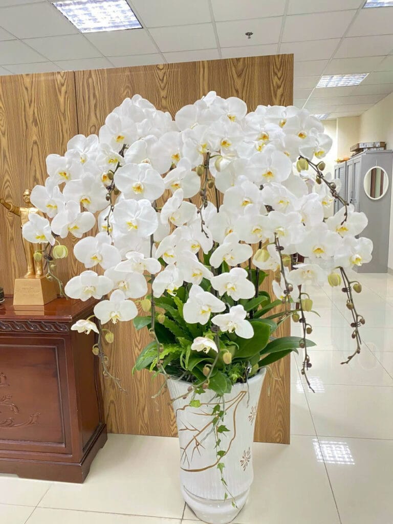 CHẬU HOA LAN HỒ ĐIỆP Hồ Điệp ngọc nữ