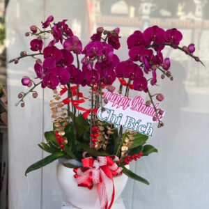 CHẬU HOA LAN HỒ ĐIỆP Hồ Điệp tím đậm