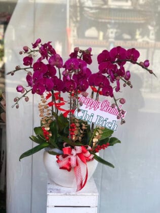CHẬU HOA LAN HỒ ĐIỆP Hồ Điệp tím đậm