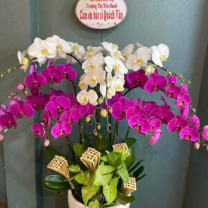 CHẬU HOA LAN HỒ ĐIỆP Hồ Điệp cánh bướm hồng