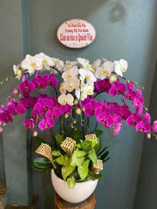 CHẬU HOA LAN HỒ ĐIỆP Hồ Điệp cánh bướm hồng