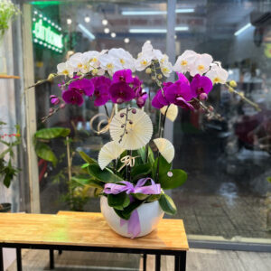 CHẬU HOA LAN HỒ ĐIỆP Hồ Điệp trắng tinh khôi