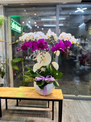 CHẬU HOA LAN HỒ ĐIỆP Hồ Điệp trắng tinh khôi