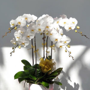 CHẬU HOA LAN HỒ ĐIỆP Hồ Điệp mini trắng họng đỏ