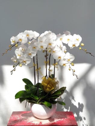 CHẬU HOA LAN HỒ ĐIỆP Hồ Điệp mini trắng họng đỏ