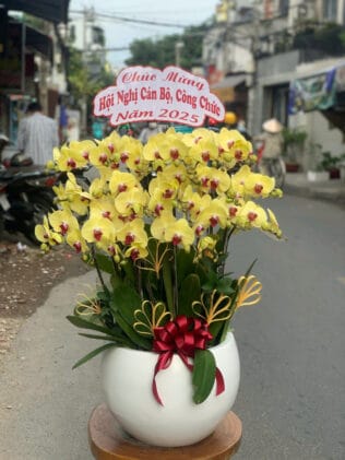 CHẬU HOA LAN HỒ ĐIỆP Hồ Điệp vĩnh cửu