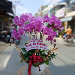 CHẬU HOA LAN HỒ ĐIỆP Hồ Điệp may mắn