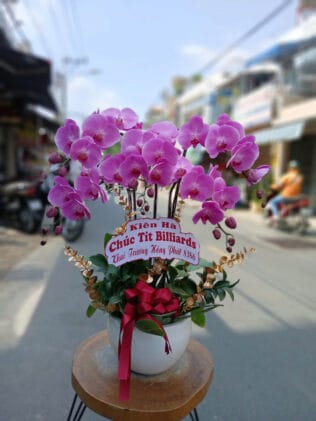 CHẬU HOA LAN HỒ ĐIỆP Hồ Điệp may mắn