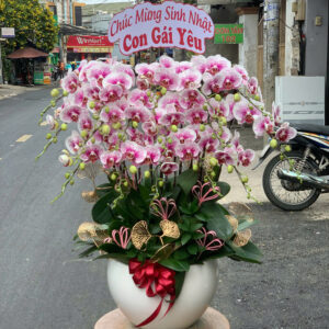CHẬU HOA LAN HỒ ĐIỆP Hồ Điệp hồng phấn