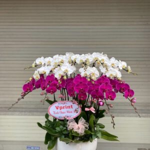 CHẬU HOA LAN HỒ ĐIỆP Hồ Điệp trắng viền tím