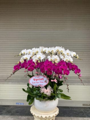 CHẬU HOA LAN HỒ ĐIỆP Hồ Điệp trắng viền tím