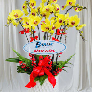 CHẬU HOA LAN HỒ ĐIỆP Hồ Điệp vàng chanh