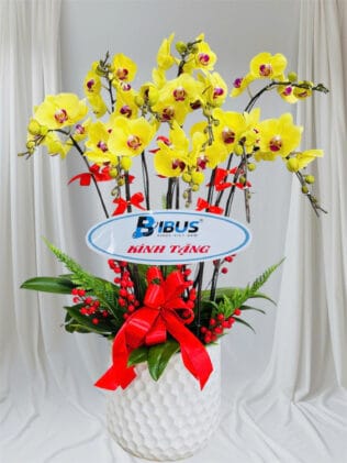 CHẬU HOA LAN HỒ ĐIỆP Hồ Điệp vàng chanh