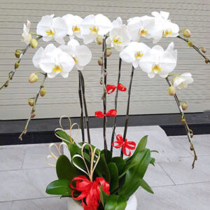 CHẬU HOA LAN HỒ ĐIỆP Hồ Điệp trắng tinh khôi