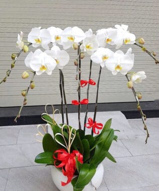 CHẬU HOA LAN HỒ ĐIỆP Hồ Điệp trắng tinh khôi