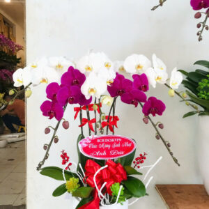 CHẬU HOA LAN HỒ ĐIỆP Hồ Điệp thiên nga trắng